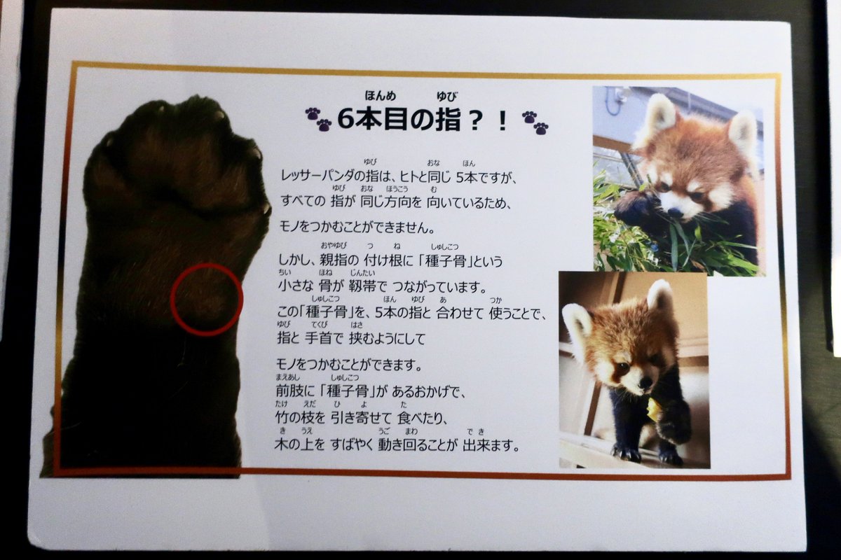 もんもん (@monmon_redpanda) / X