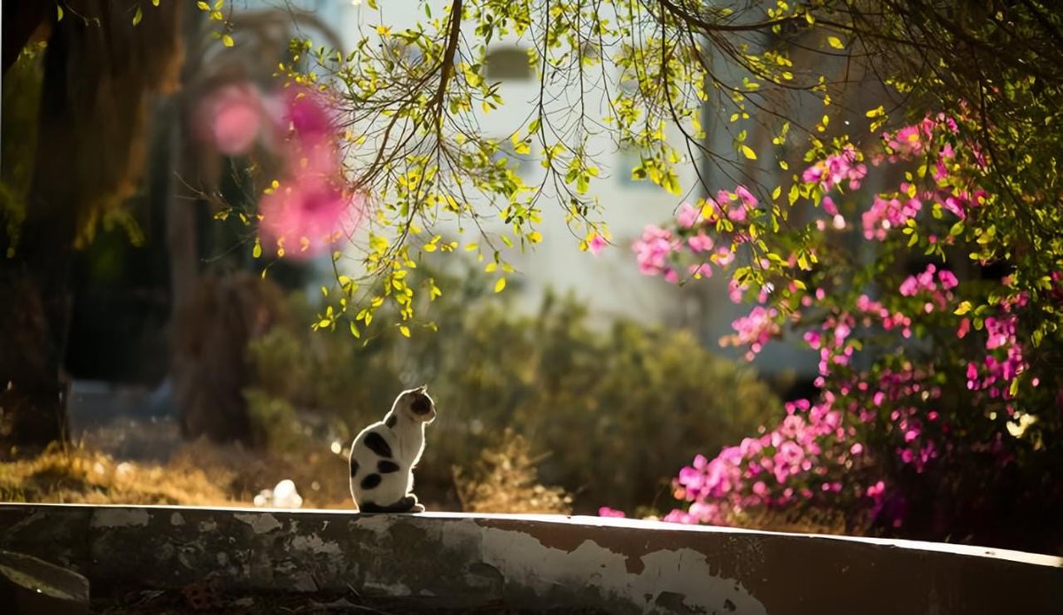 Un_known0122's tweet image. لا تَـرتَـجي مِـن عـبـادِ الـلـه مَـسـألةً، فَـالعـبـدُ عَـبـدٌ وربُّ الـعَبـدِ مَـن يَـهَـبُ. 

 Do not hope for anything from the servants of Allah, for a servant is just a servant, and the Lord of the servant is the One who grants.