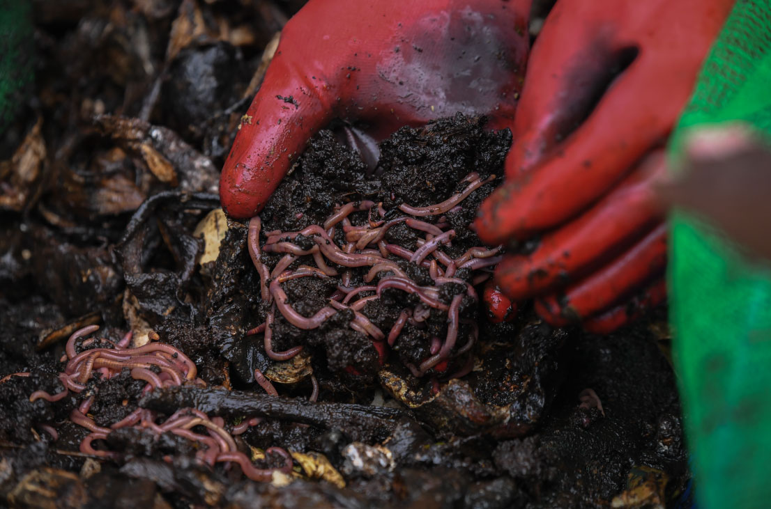 #FridayPhoto 🌱
Wriggling earthworms in rich compost, a symbol of transformation! Through the TRACE Kenya Project, Humkel Produce Ltd (Pius Mutay) has fully transitioned to 100% organic coffee farming in Kericho County.
Learn more: bit.ly/4mx0bQz #OrganicCoffee