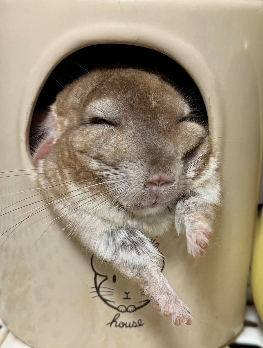 #全日本寝顔がかわいい選手権
 #チンチラ  #チンチラのいる暮らし