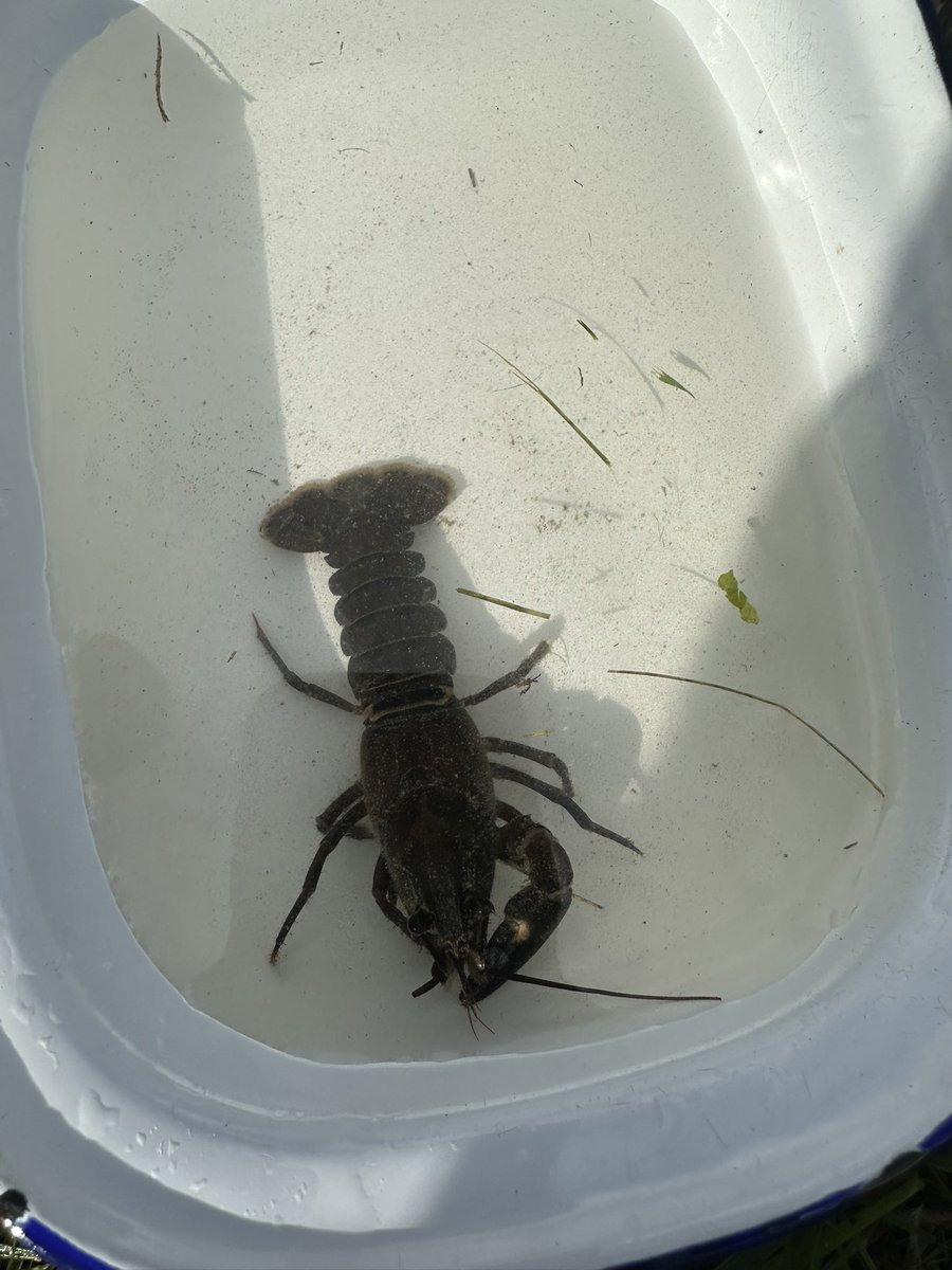 Biology at King's (@kingsmacbio) on Twitter photo 