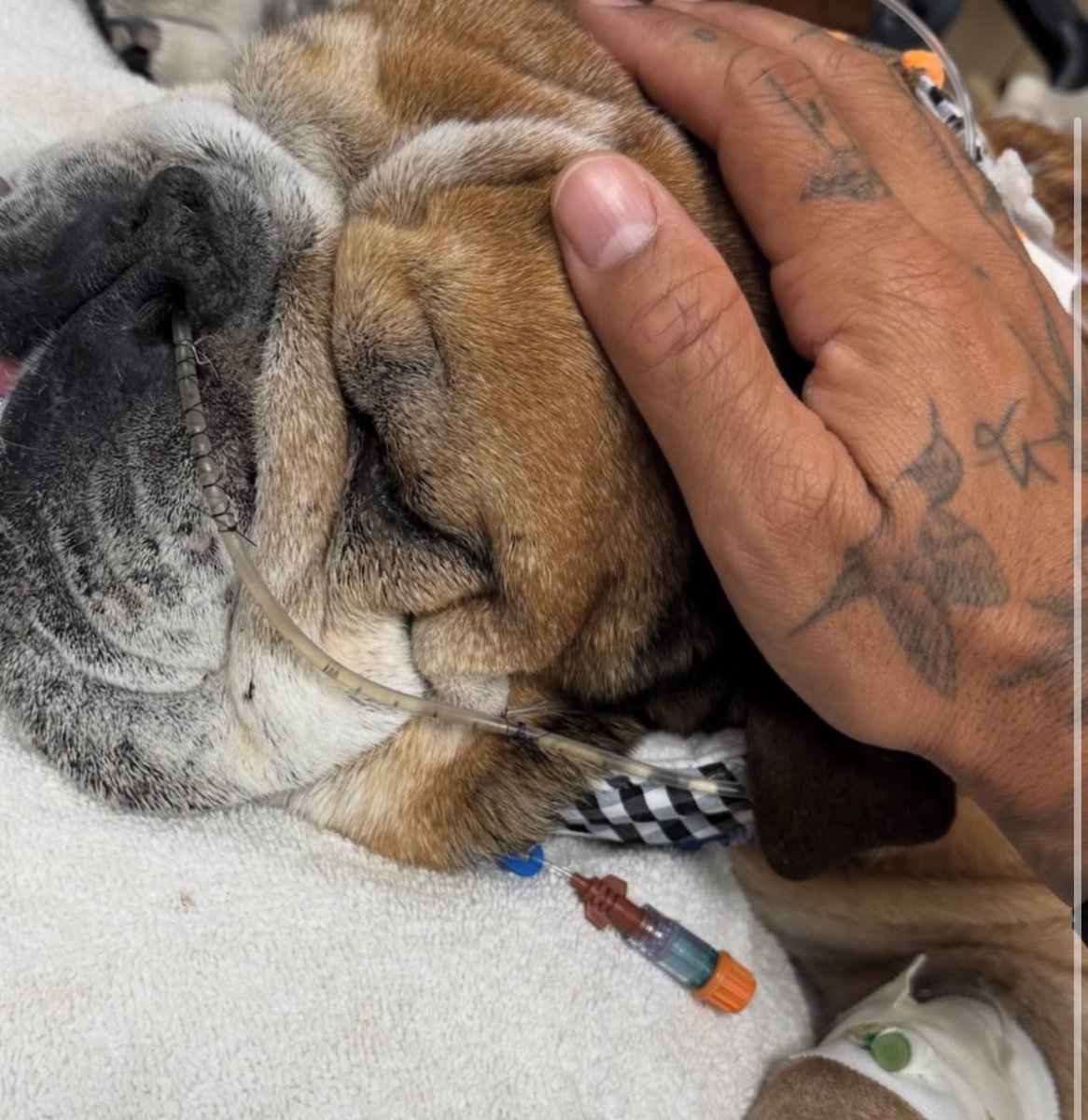 44britcedes's tweet photo. roscoe, stay strong buddy ❤️ https://t.co/HjTTT6yNG9