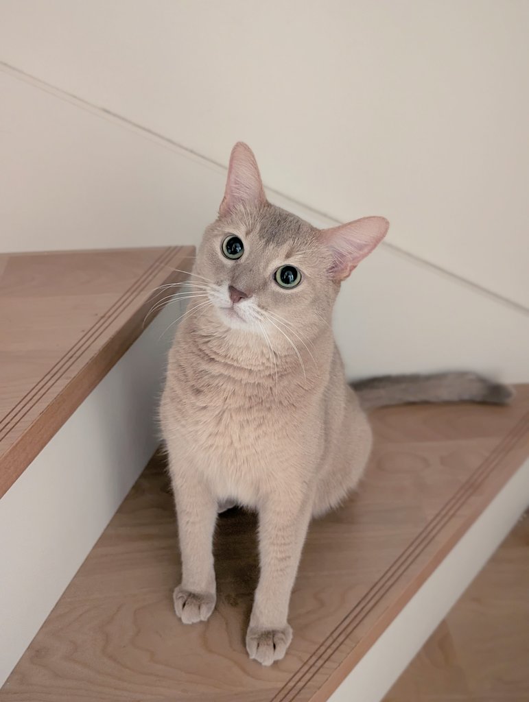 長男は鍵を忘れ、次男は迎えに来てと言い、三男（猫）は少し高級なフードじゃないと食べない。世話のやける息子たちだこと！一週間お疲れ様でした😇