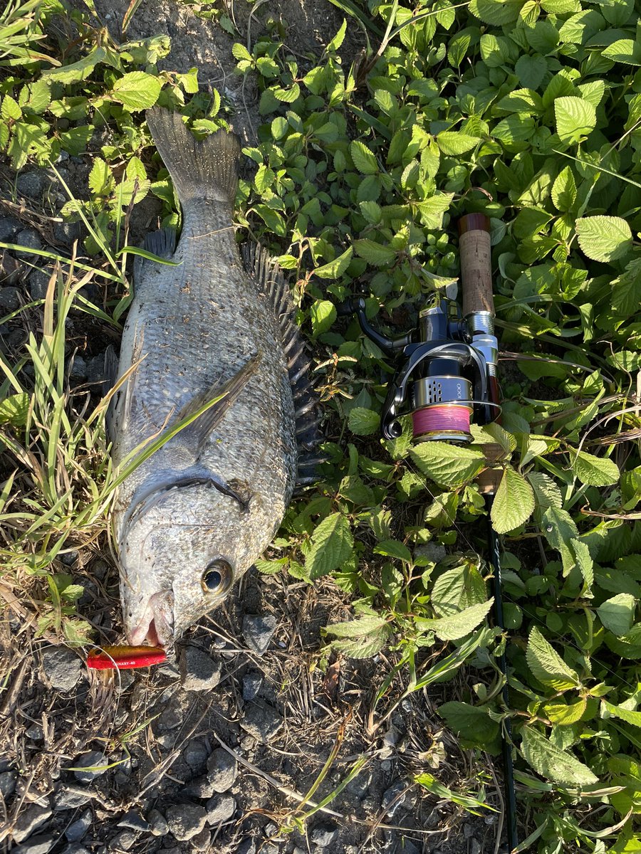 ミナミクロダイ