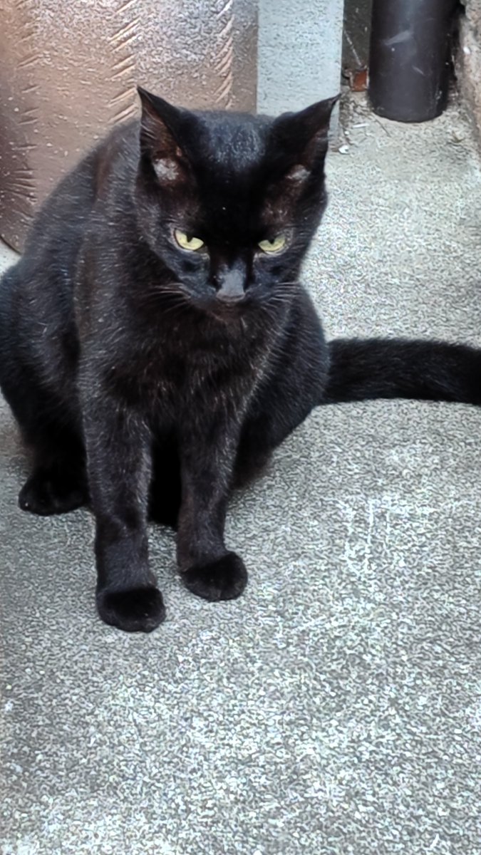 黒猫 ドロップス クロ Drops Kuro イエローアイ 猫のぬいぐるみ 仔猫