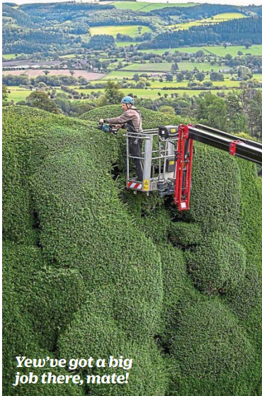 CeliaRichards0n's tweet image. Fantastic pic of the yew hedge being trimmed at Powis Castle. Caption courtesy of Metro this morning.