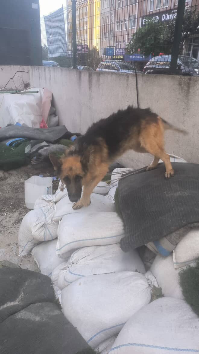 İstanbul beylikdüzü çöpün oraya bağlamışlar terkedilmiş ev köpeği belli her halinden kaybı olan var mı ? 

İnstagram @cerensisikk 

#SokakHayvanlarıSahipsizDeğil