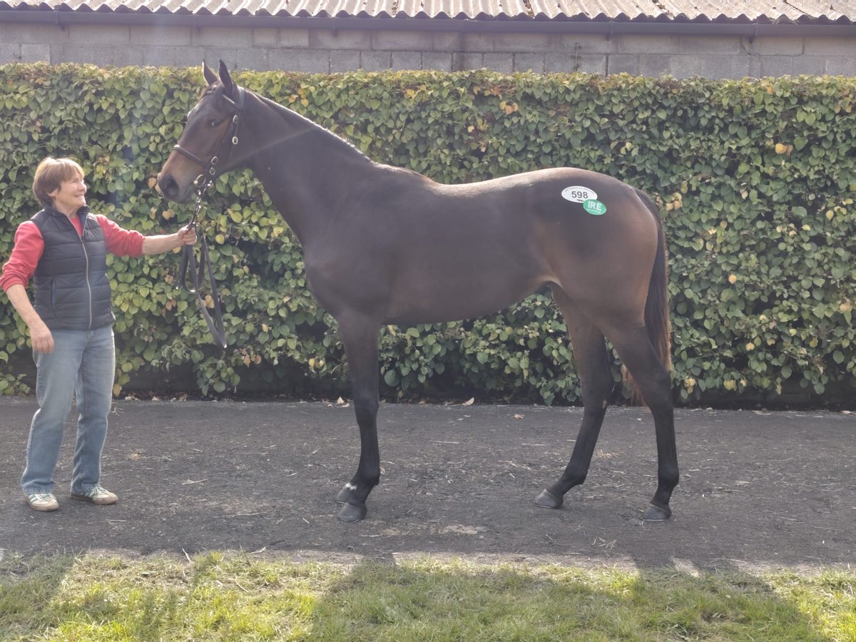 Ya en Sevilla tras 4 días fantásticos en <a href="/Tattersalls_ie/">Tattersalls Ireland</a> con 2 compras para #CuadraMediterráneo. Un macho 📸1 por Study Of Man, primer producto de una triple ganadora en 🇫🇷 entre 2000 y 2300 metros y una preciosa hembra 📸2 por King Of Change, hermana de ganadora de la Poule 🇮🇹.