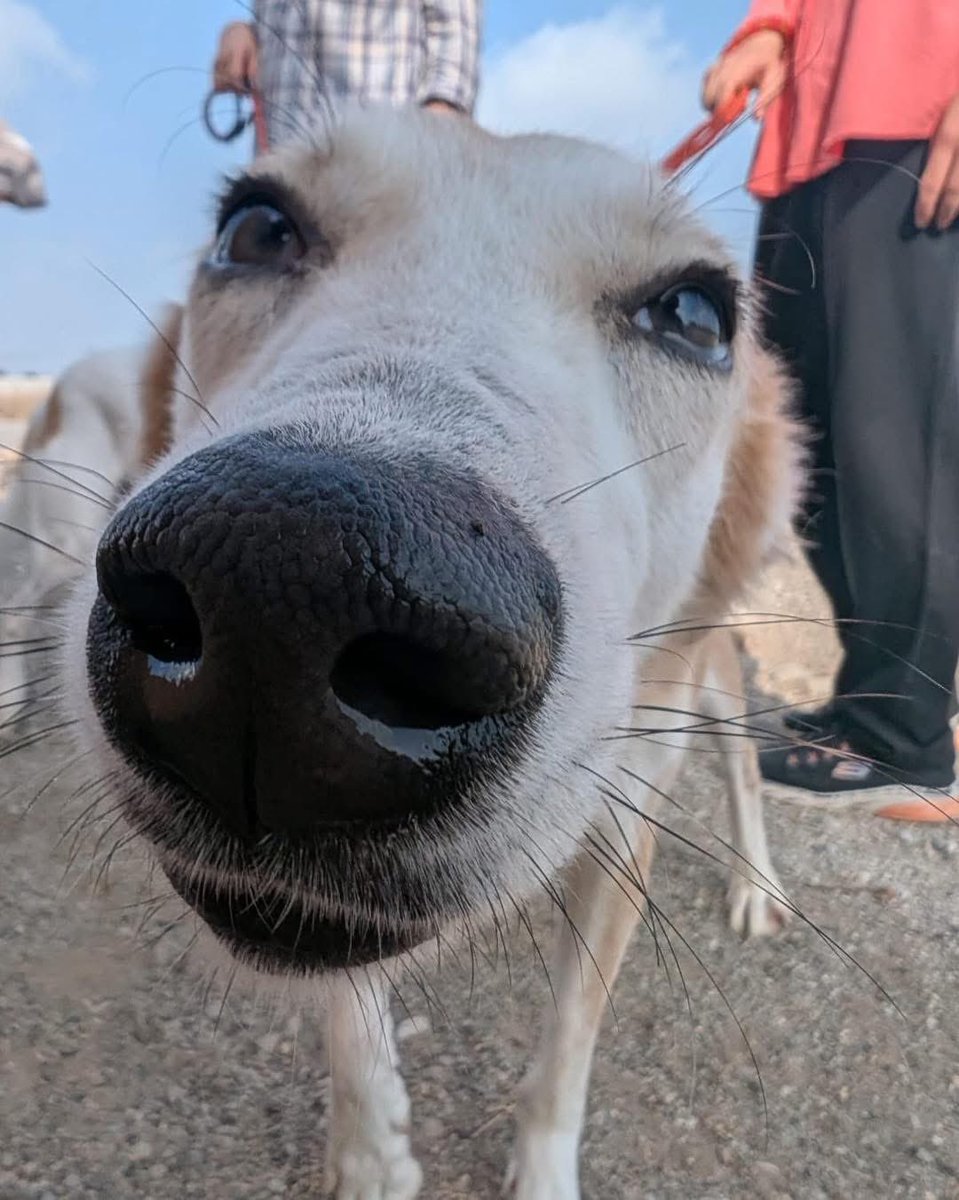 MuscatDogAdop's tweet image. Clover says “boop my nose” 🐾

This beauty is looking for her forever home or a foster home in Muscat 🏡🐕

#boopmynose #rescuedog #rescuedogforadoption #wadidog #muscatdogadoption