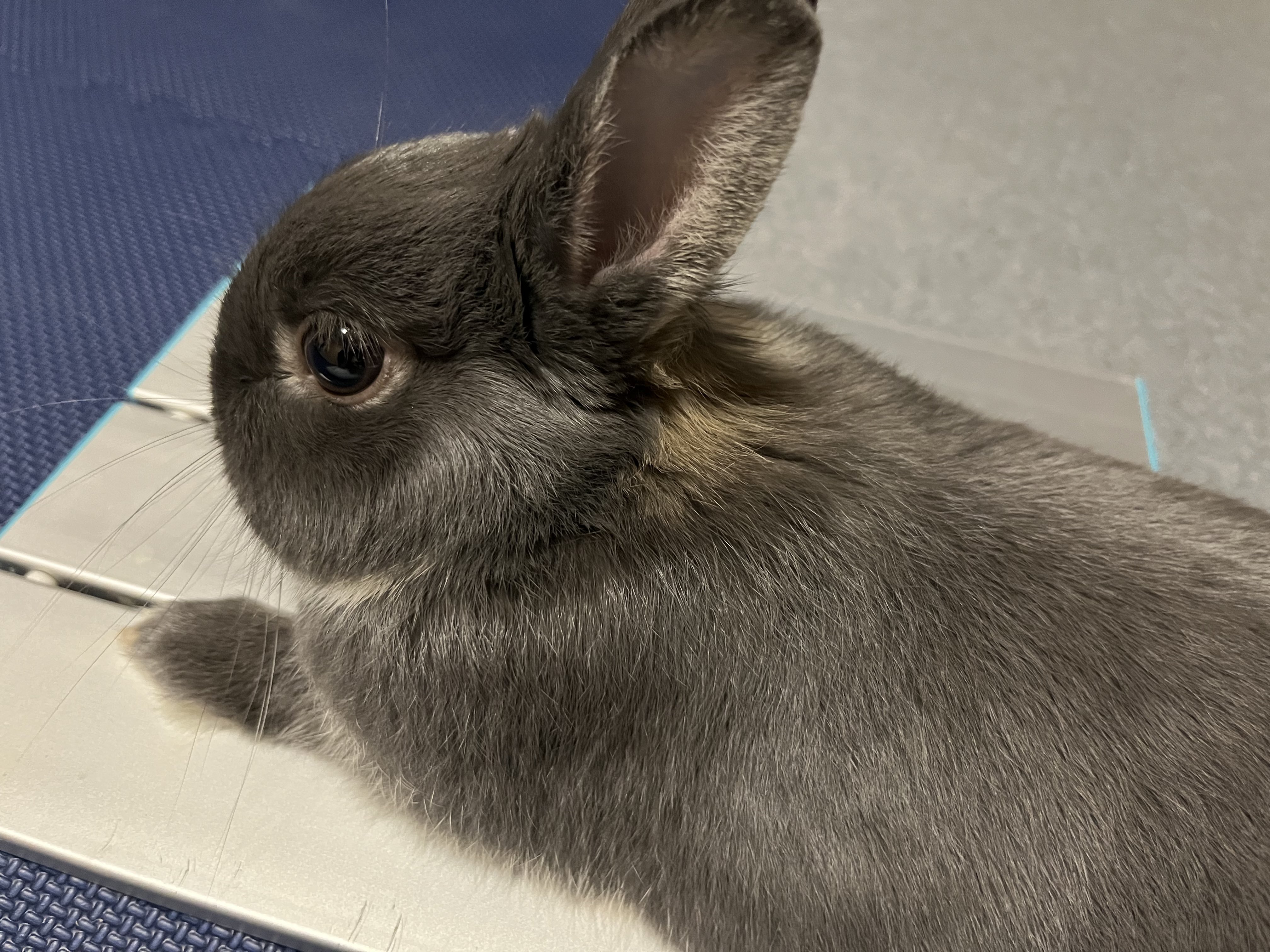 Tessa🐰てっち@Titan on X: 
