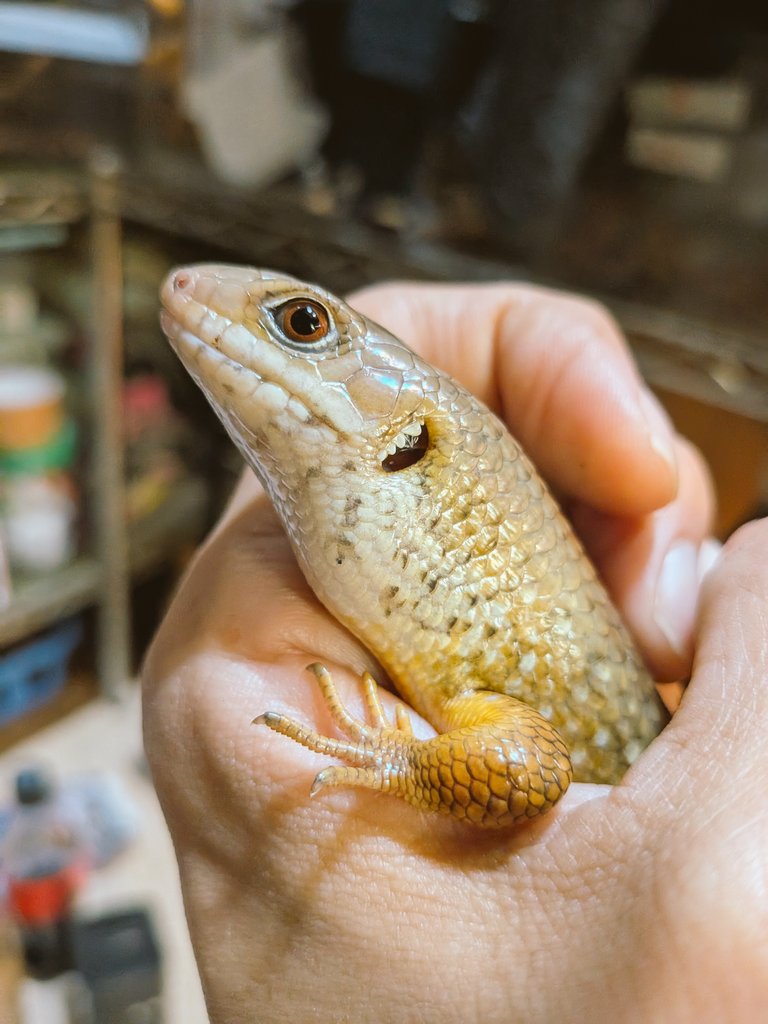 herping_'s tweet image. 2024CBフレーリーイワトカゲ40000円！再生尾は35000円！問題はどいつが再生尾なのか見分けがつかない事だぜ(怒)！「これは再生尾だから35000円な！」と自己申告してお得に買っちゃおう(怒)！
#burikura