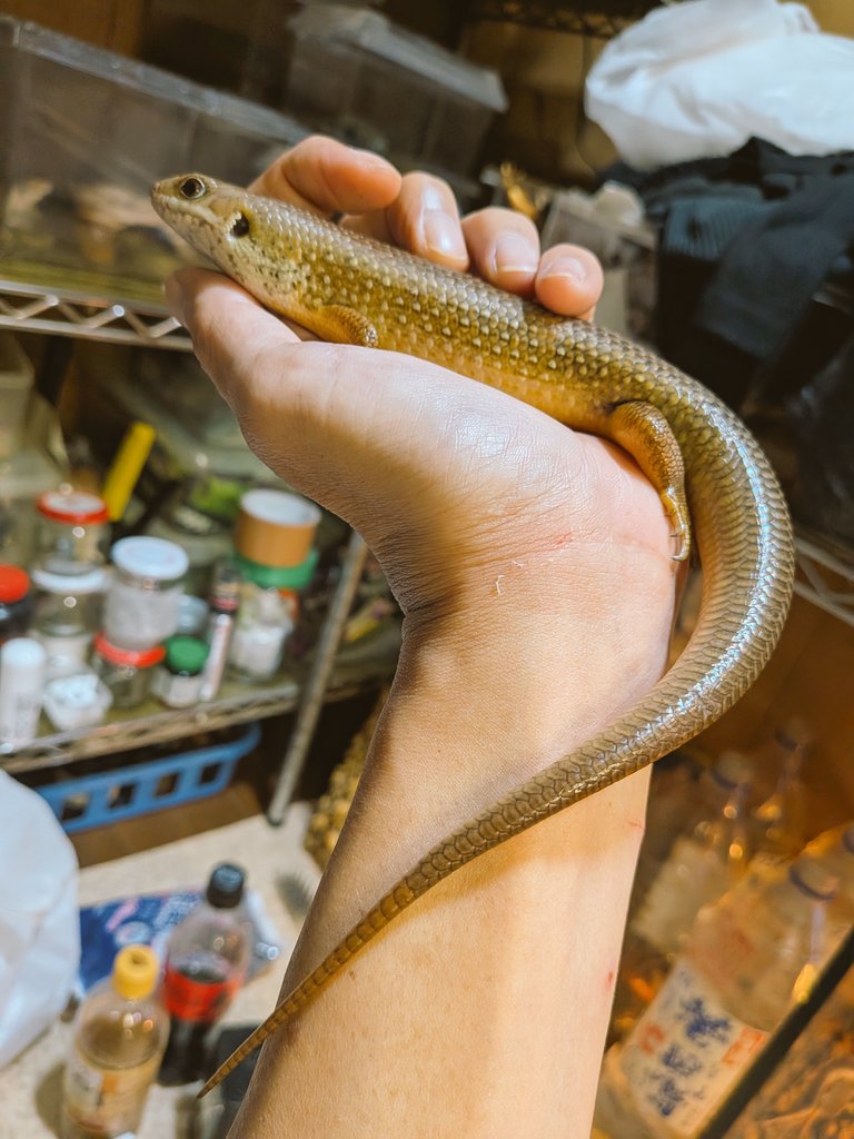 herping_'s tweet image. 2024CBフレーリーイワトカゲ40000円！再生尾は35000円！問題はどいつが再生尾なのか見分けがつかない事だぜ(怒)！「これは再生尾だから35000円な！」と自己申告してお得に買っちゃおう(怒)！
#burikura