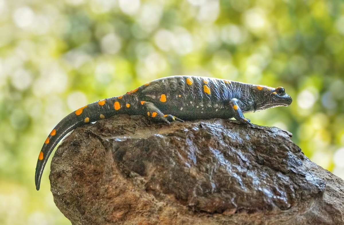 ❤️
Gözyaşın damla damla süzülür,
İçim kan ağlar seninle.
Her çizginde, ayrı hüzün,
Yıllar elbet geçer,bu kasvetli güzün...
Hep gül isterim,gök güneş, dağlar yeşil
Rüzgar gibi yanındayım,bir esinti,belki bir yel…
Hep gönlüm açık,ne zaman istersen gel
vedatateş

Türk semenderi