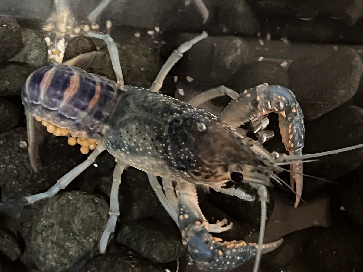 catemacoensis's tweet photo. 🦞秋の抱卵祭り…🍂✨
五日後には引越し…😅
抱卵個体の移動は慎重に…🤫
#ザリガニ
#clarkii https://t.co/7JJYMVlj3n