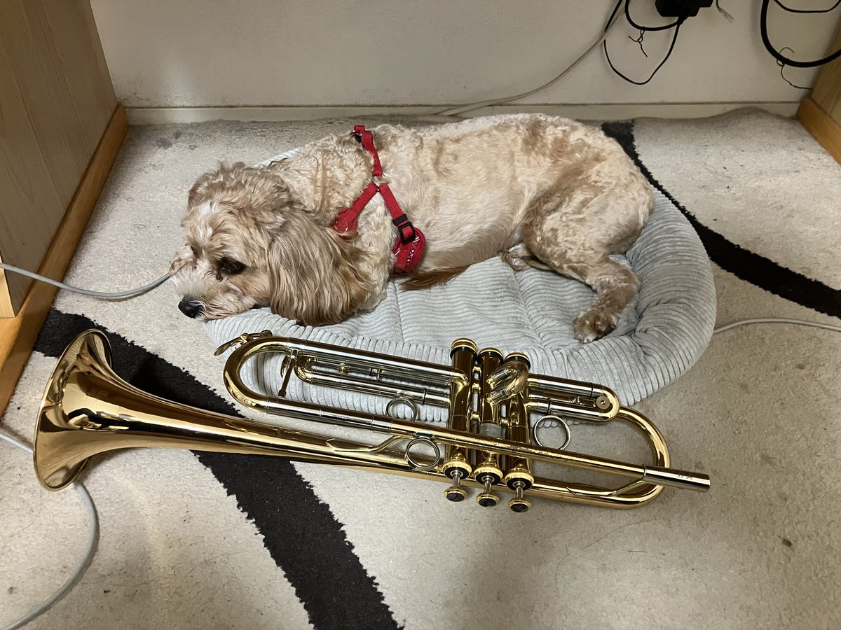 KinichiFurukawa's tweet photo. ボチボチと🎺🎵の音出し😃
弊社硬式野球部が社会人野球全日本選手権の本大会への出場権を獲得しました😃
ですが、日頃の練習も大切なので、ボチボチと練習します♪
#trumpet #trumpetlife #trumpetplayer https://t.co/G64Y9aEXb4