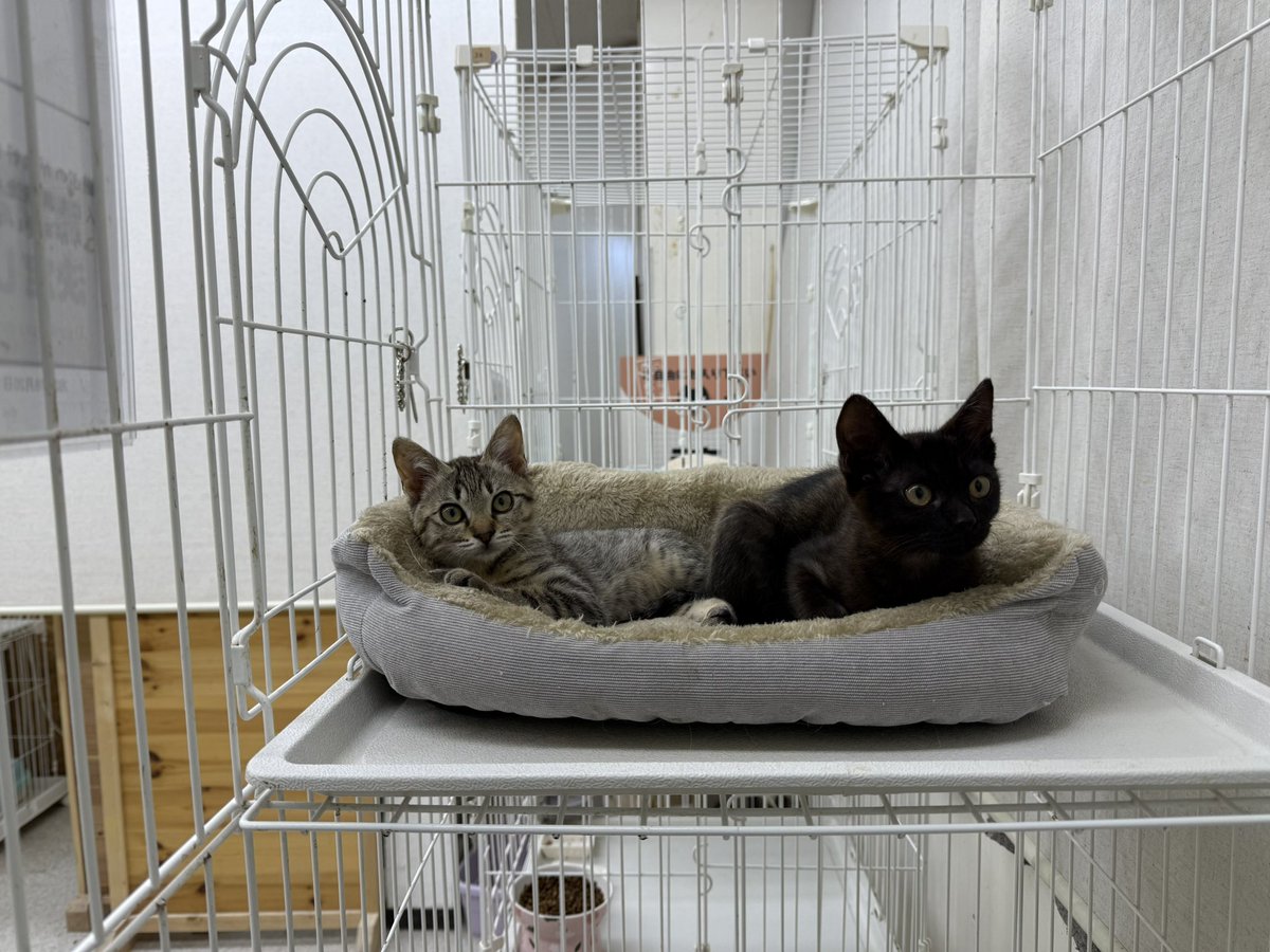 とらねこ様ご依頼用38 楽天市場】猫の置物 子猫のお願い サバトラ 041QB キャット