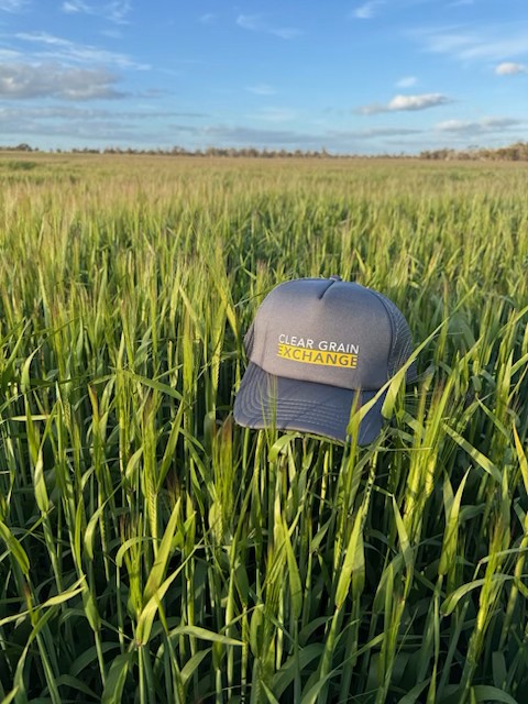 32 buyers bought 18,784mt on <a href="/ClearGrain/">Clear Grain Exchange</a> Exchange and #igrainX this week🏈

There's plenty of buyers searching remaining 24/25 grain to find what they need ahead of the upcoming harvest🔭

CGX Trades
ANW1 Kwi $380
ANW2 Kwi $375
H2 Kem $334
APW1 Kem $331
ASW1 Kem $329
SFW1 Kem
