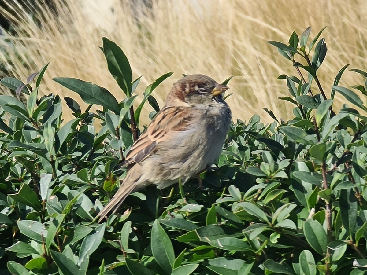 Glückliche Spatzen brauchen Sträucher und Hecken. Tierfreundliches Gestalten jetzt im Mauerpark (Falkplatz), demnächst hoffentlich auch an anderen Orten in Pankow. 🐦#AnimalAidedDesign