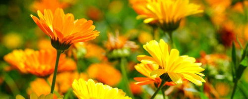 Why Calendula Is the Star of Your Garden Through Fall! - mailchi.mp/ngb.org/calend… Discover the magic of fall gardening and crafting!