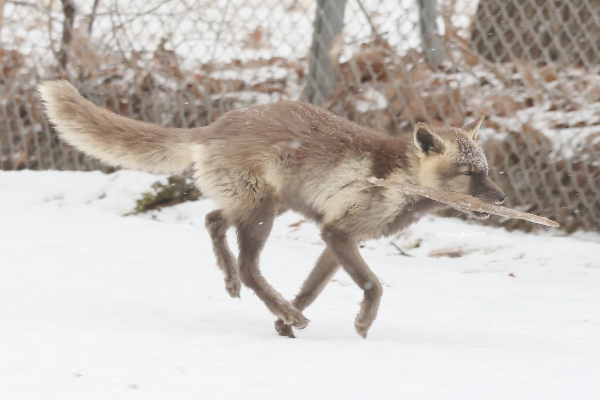 大晦日も休まず営業してた十兵衛運輸 #北きつね牧場