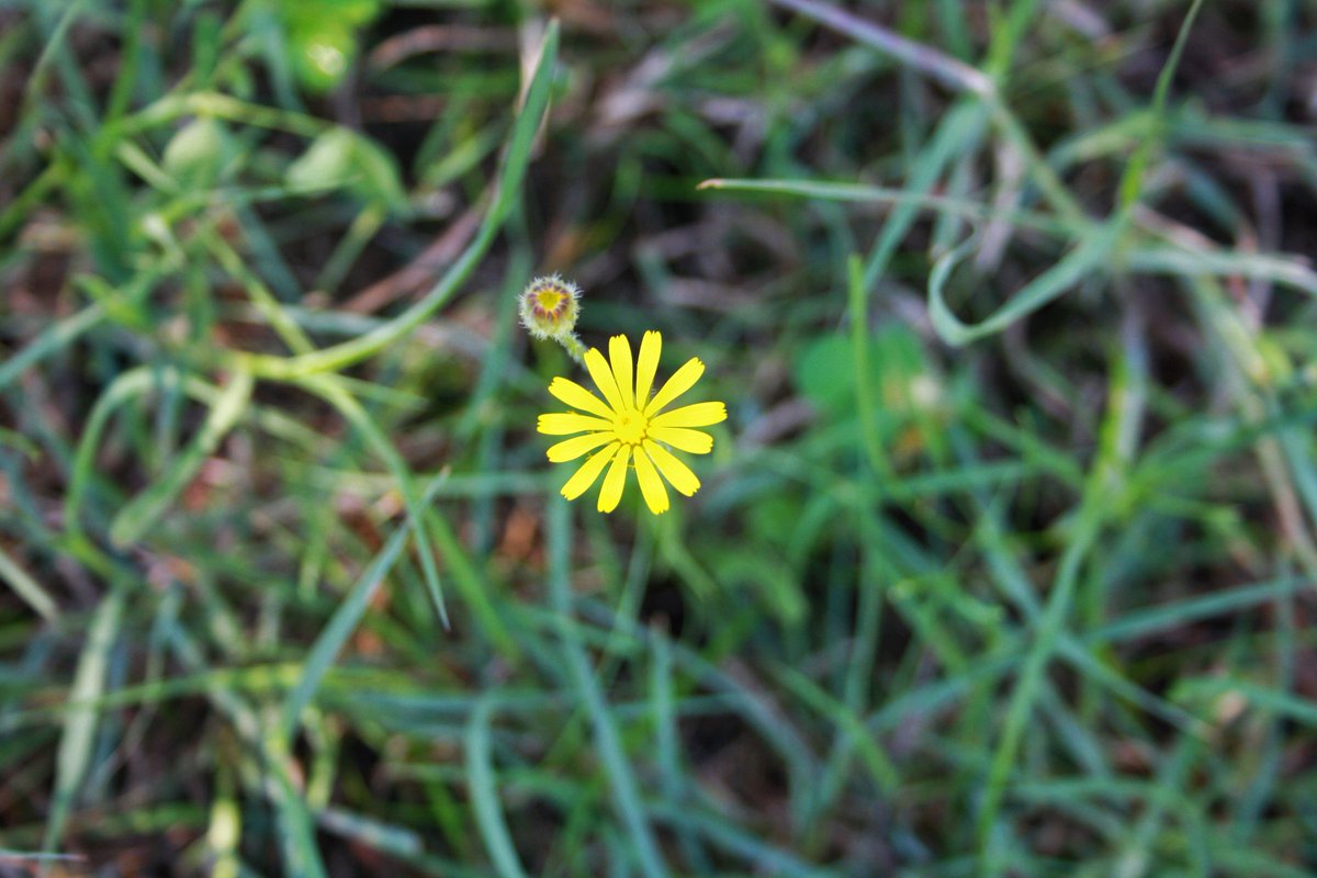 Gönlümün maviliği gitmesin gökyüzünden
Kuşların gülücüğü eksilmesin yüzünden
Kar yağsa da bu sessiz vadiye, gün bitmesin
Yapraklar üşüse de, çiçekler üşümesin

Nurullah Genç