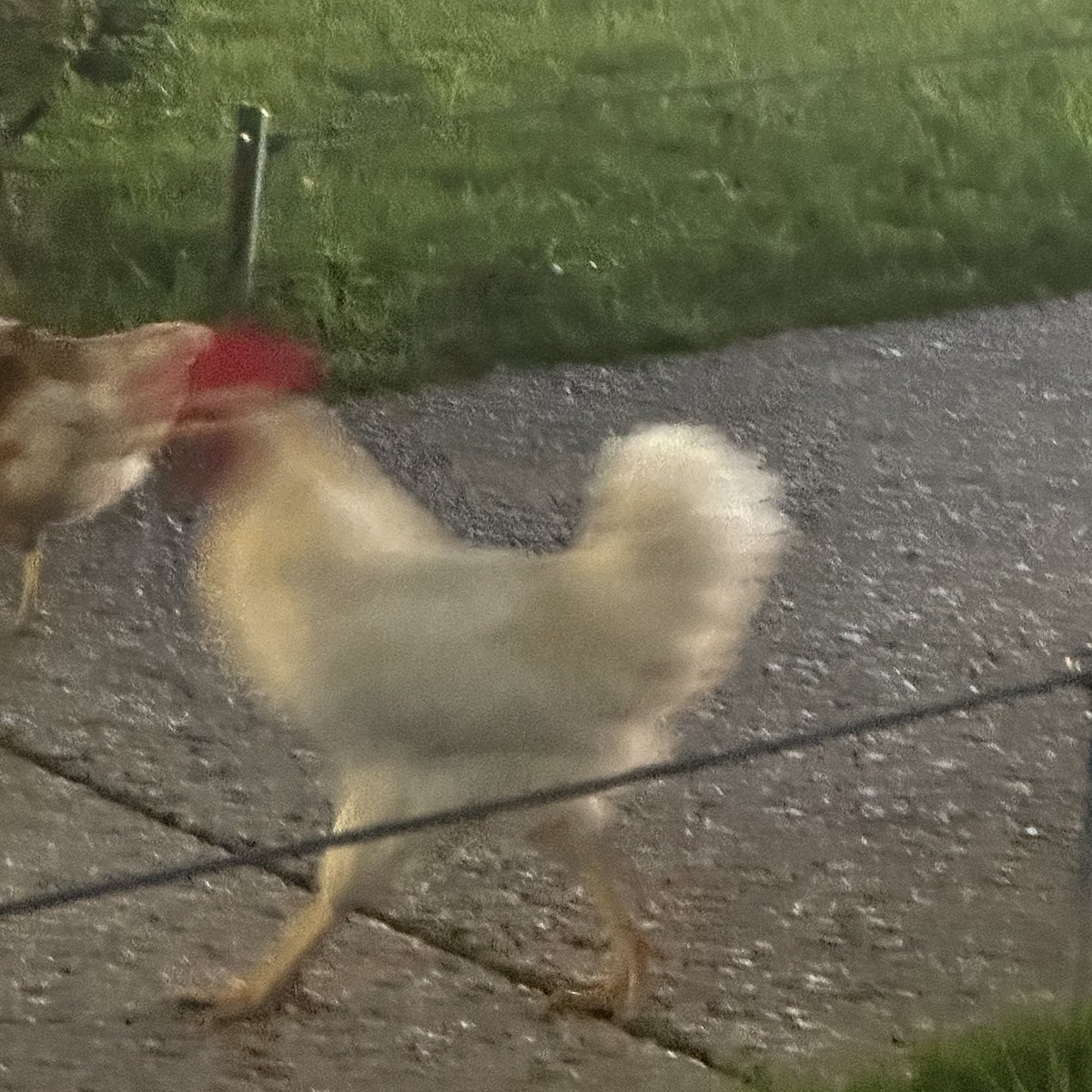 유낭 . . 나도 닭 자만추 했어 🐓😳