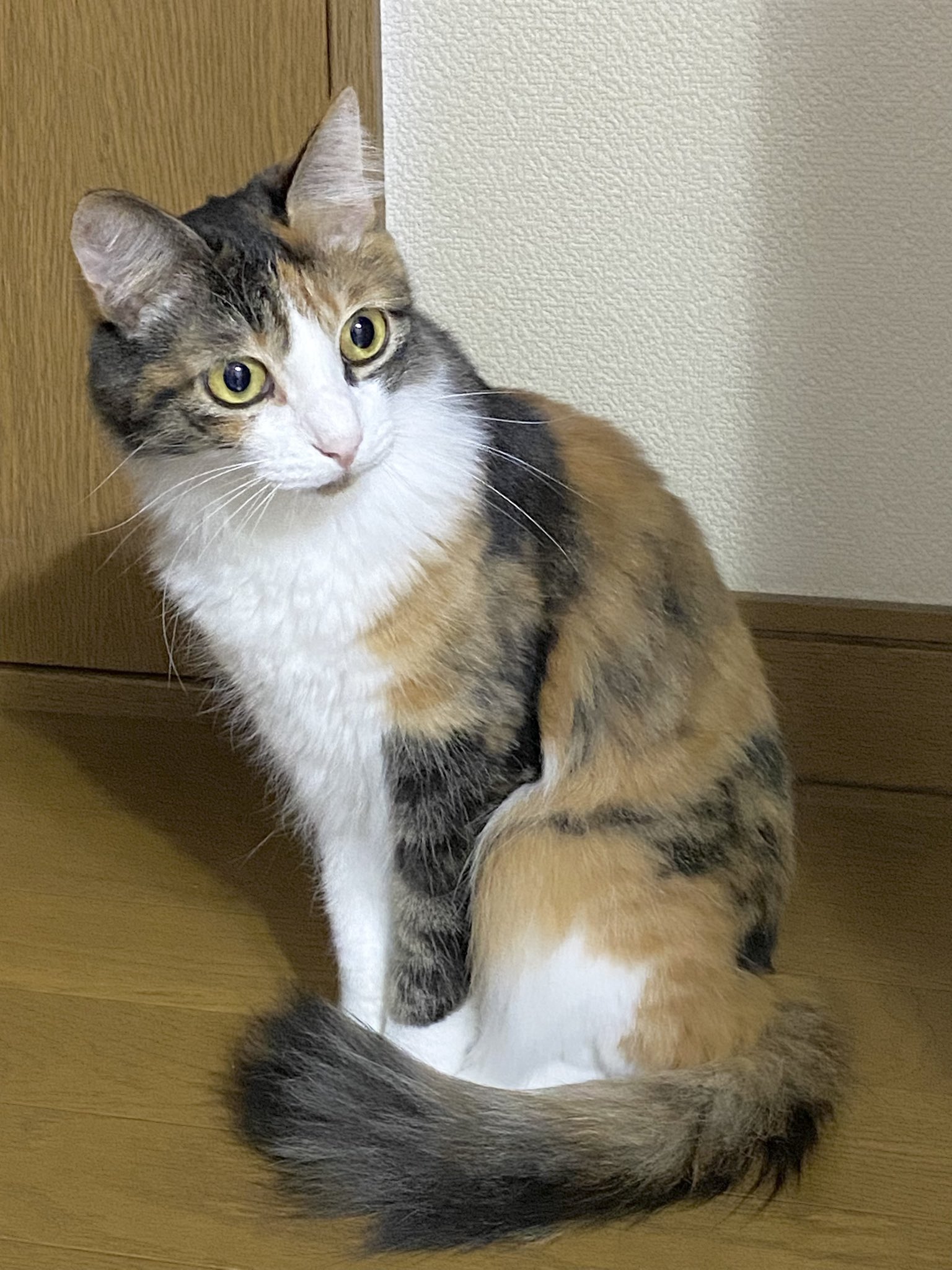 三毛猫様♡ありがとうございます♡ 三毛猫 - Search / X