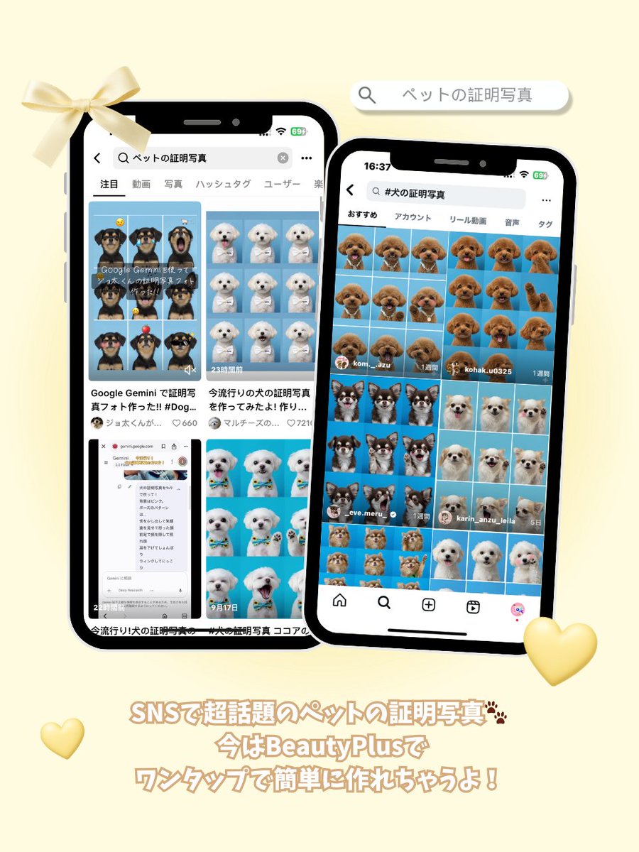 ペット写真確認ページ ペットの証明写真 - Search / X
