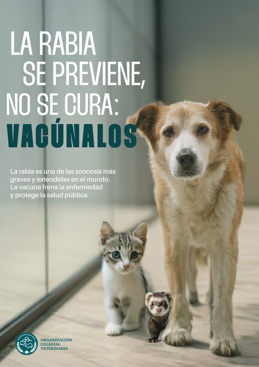 La rabia sigue matando a más de 70.000 personas cada año. 🦠 Zoonosis mortal  con mortalidad del 100 % tras la aparición de síntomas 🐶 El 99 % de los  casos humanos, image size:848x1200