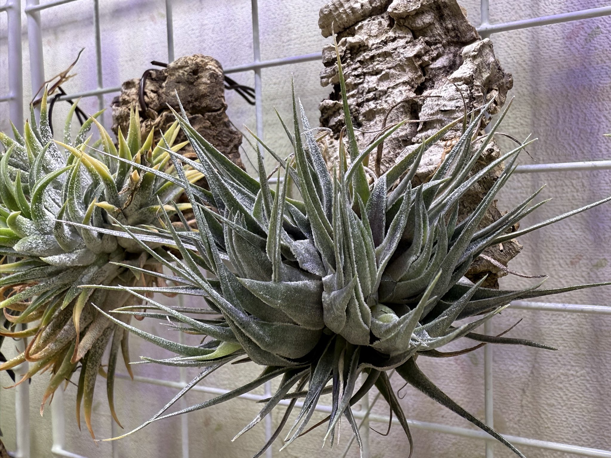 植物 Nature Garden🌿神田 Since2010 on X: 
