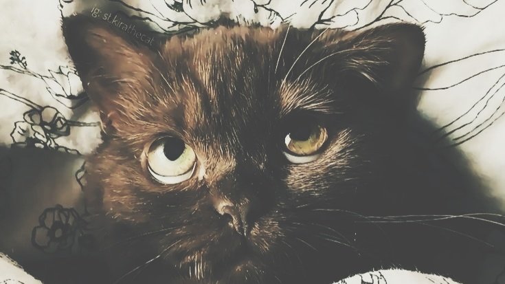 manchaew's tweet image. 