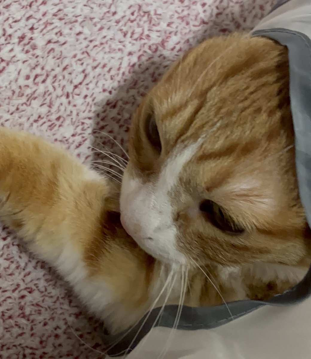 김민국 (@minkookcheese) on Twitter photo 