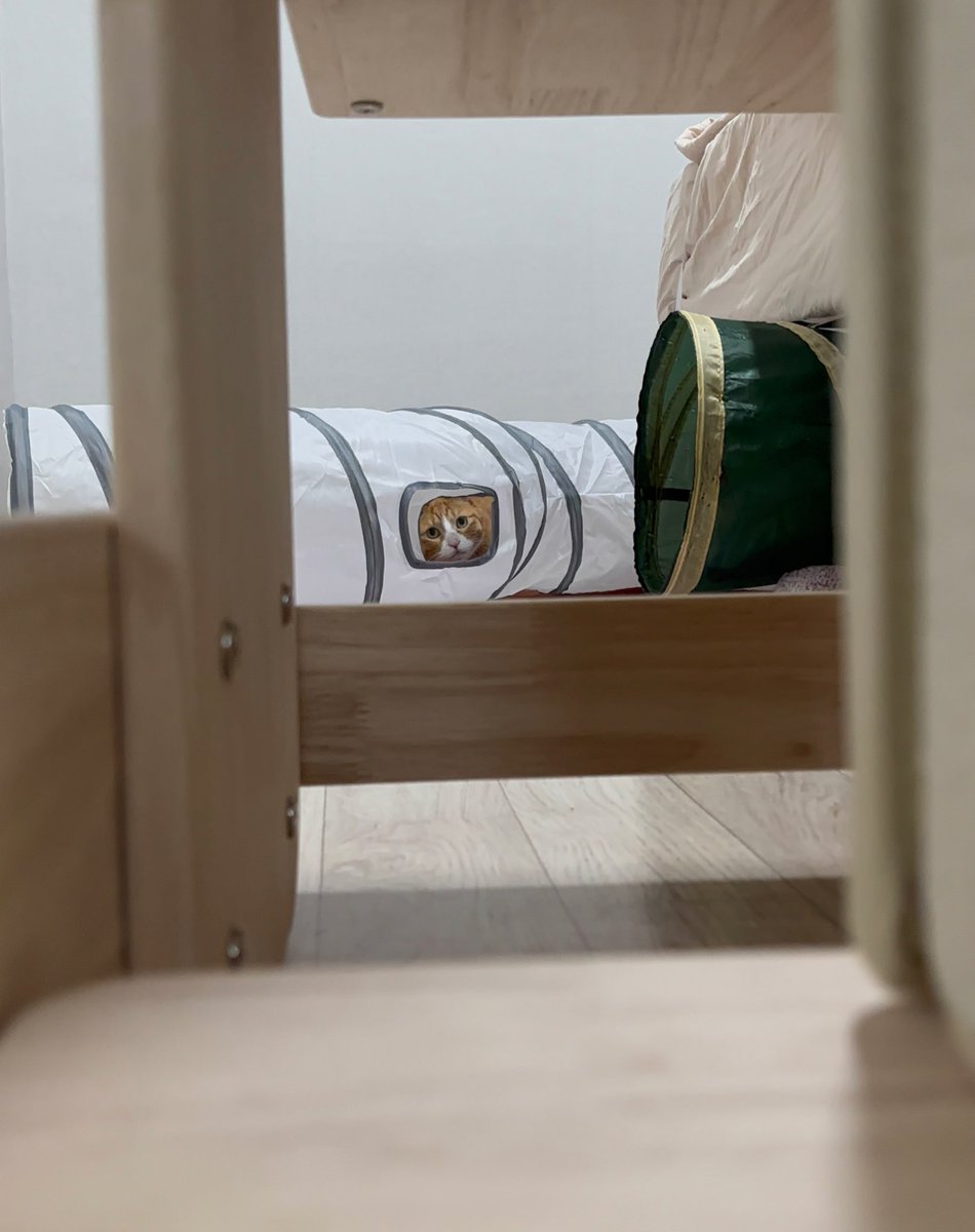 방 들어가면 훠롸롹!!공격하길래
대체 어디서 뛰어오는거야 함
찾아봤더니 이러고있음 개무서움