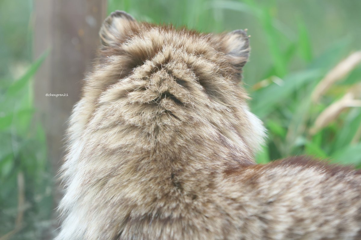 たぬきは頭いい（ビジュアルが） #飯田市立動物園 #ホンドタヌキ