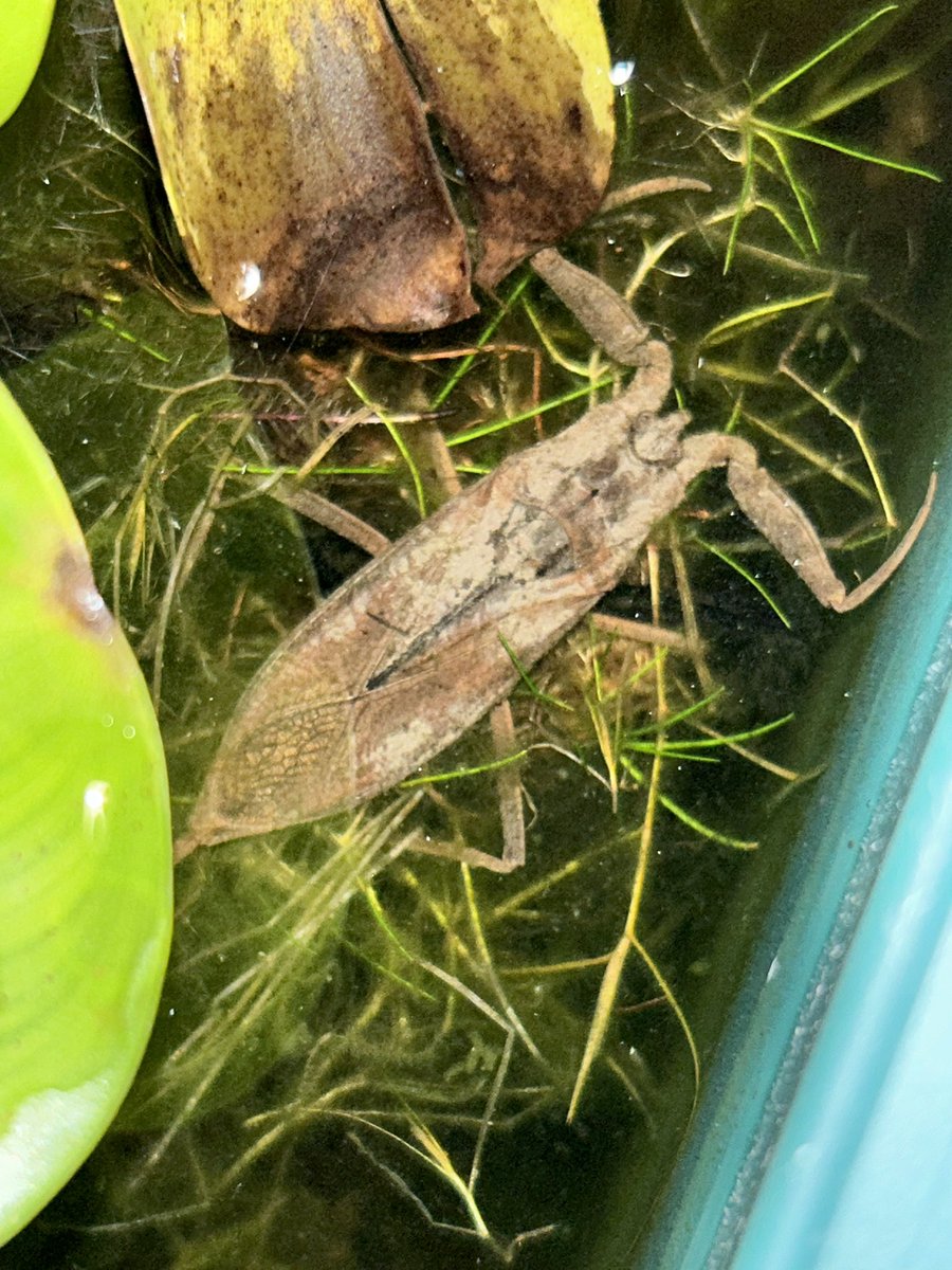 プラス(+-)マイナス tweet media