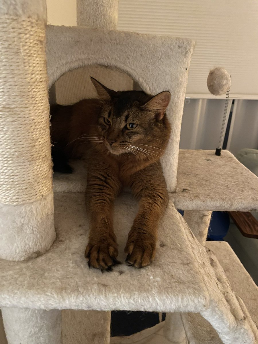 腹いっぺぇで愛想なくした猫好き