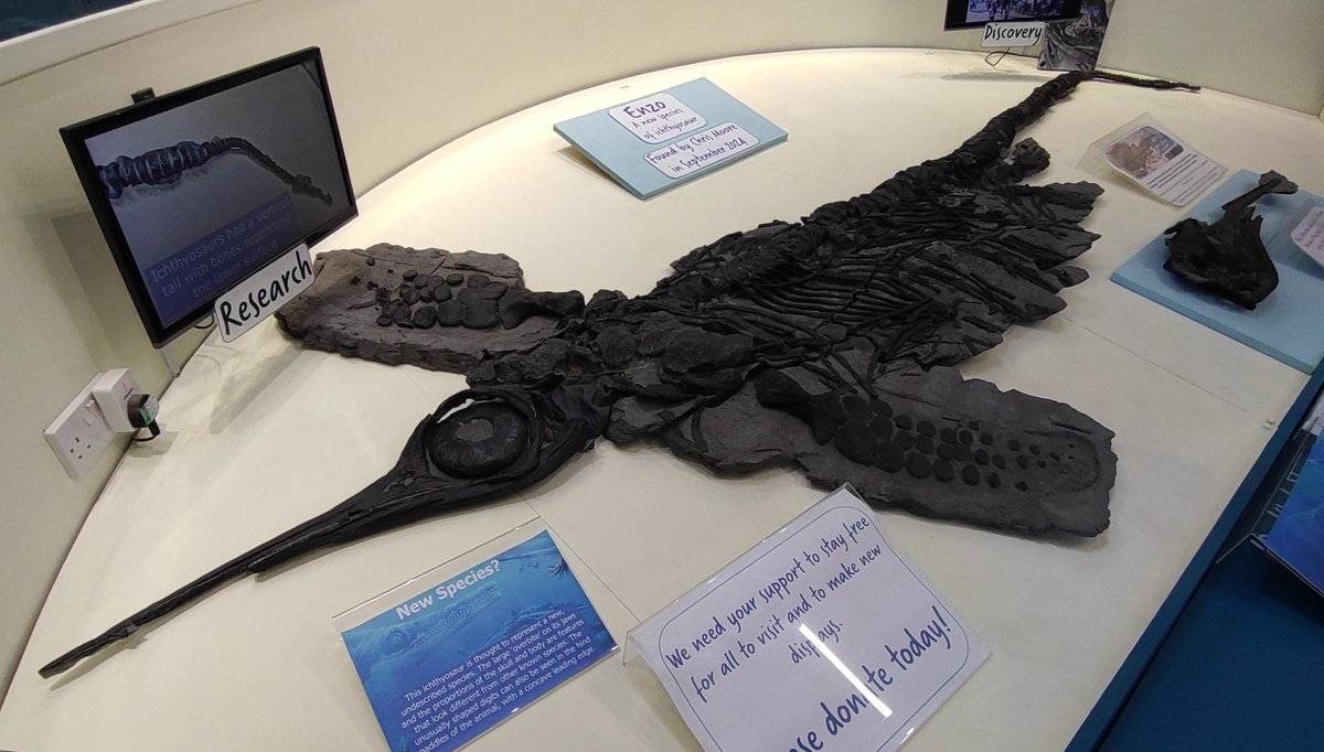 CharmouthHCC's tweet image. It&apos;s complete!
Enzo the ichthyosaur is now fully on display in the Centre after being discovered just a year ago. A whole lot of work went into this one by Chris and Alex Moore, and Nic Reast and it looks fantastic! #FossilFriday