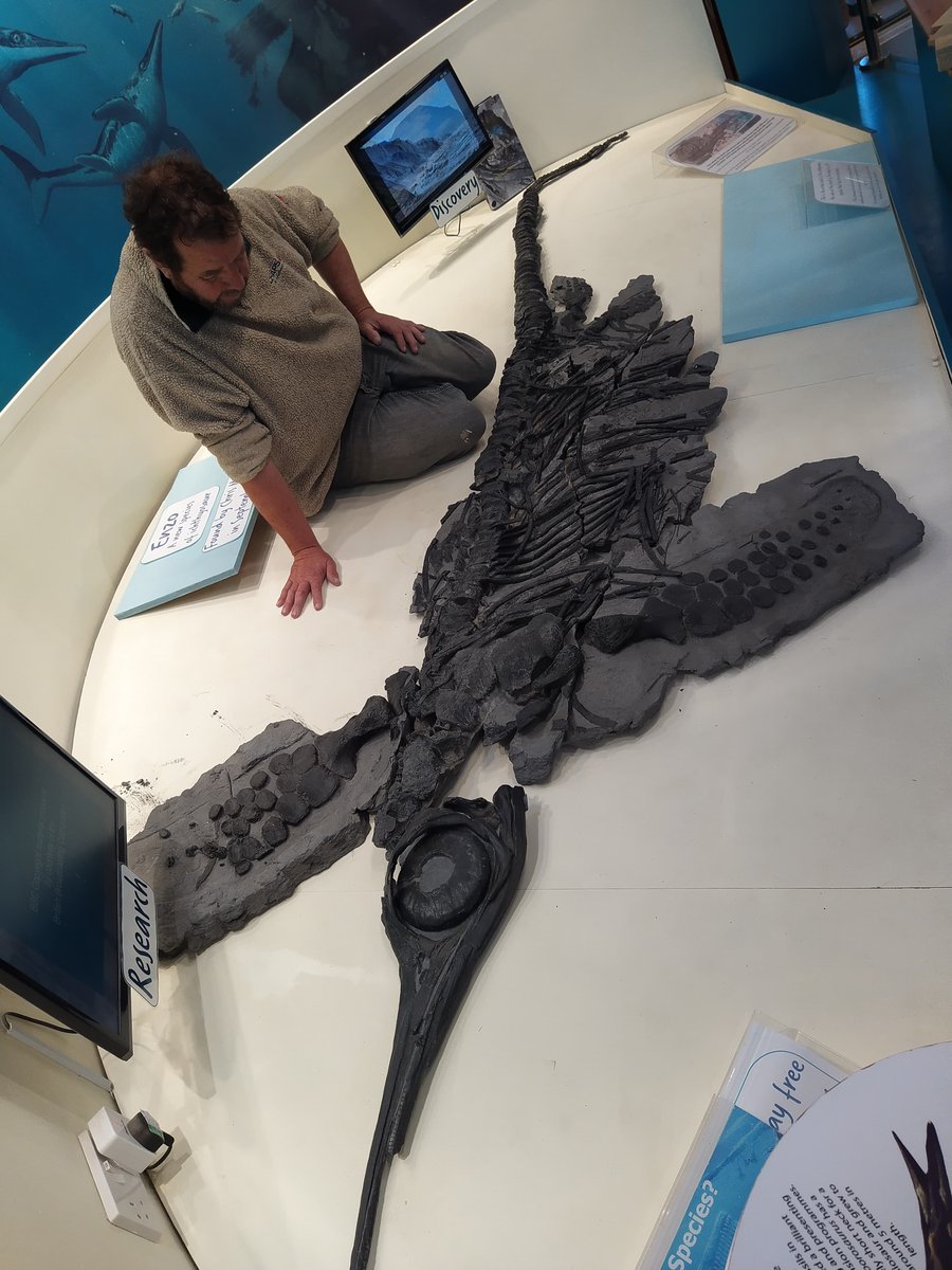 CharmouthHCC's tweet image. It&apos;s complete!
Enzo the ichthyosaur is now fully on display in the Centre after being discovered just a year ago. A whole lot of work went into this one by Chris and Alex Moore, and Nic Reast and it looks fantastic! #FossilFriday