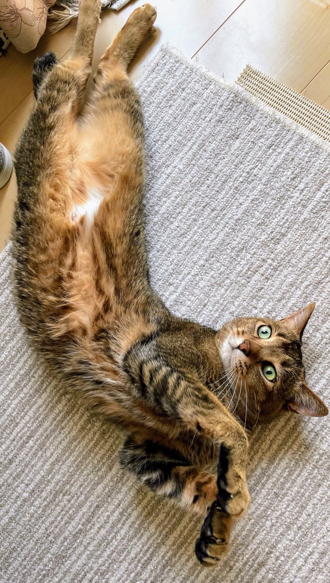 おまとめ中　　　　　　　　　　　　　　じゃれ猫　向日葵　蜂 おまとめ中じゃれ猫向日葵蜂