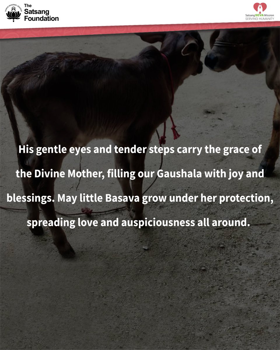 TheSatsangFoundationOfficial (@satsangtweets) on Twitter photo To support our growing family at our Gaushalas, please contribute at app.satsang-foundation.org/donate.
To know more about our #Gaushala initiative, please write to us at connect@satsang-foundation.org.
#TheSatsangFoundation #SatsangSevaMission #SSM #GoPalan  #Madanapalle #Chowdepalle To support our growing family at our Gaushalas, please contribute at app.satsang-foundation.org/donate.
To know more about our #Gaushala initiative, please write to us at connect@satsang-foundation.org.
#TheSatsangFoundation #SatsangSevaMission #SSM #GoPalan  #Madanapalle #Chowdepalle