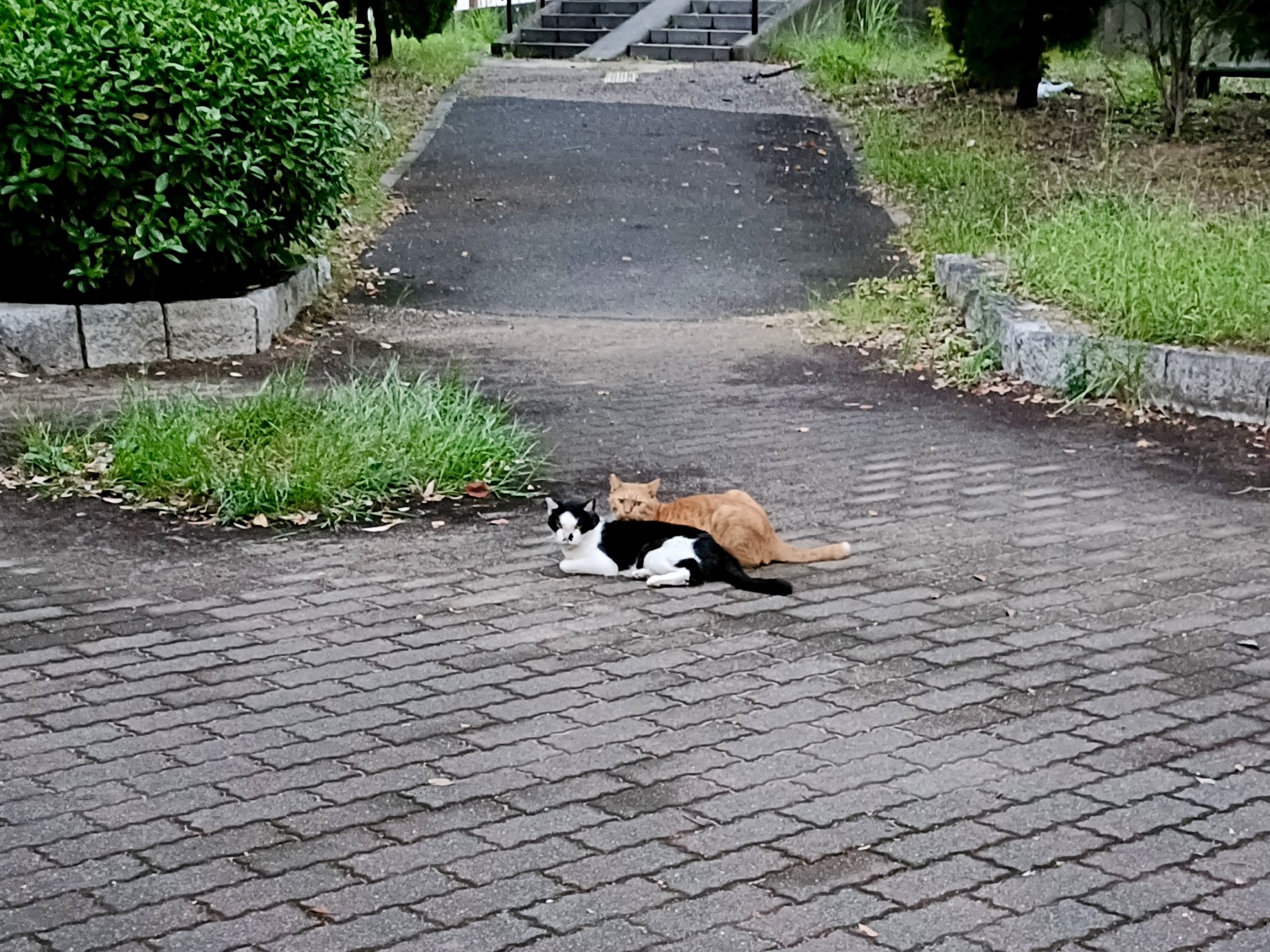 nyanko様❣️専用ページ のん子 (@shiratanuki) / X