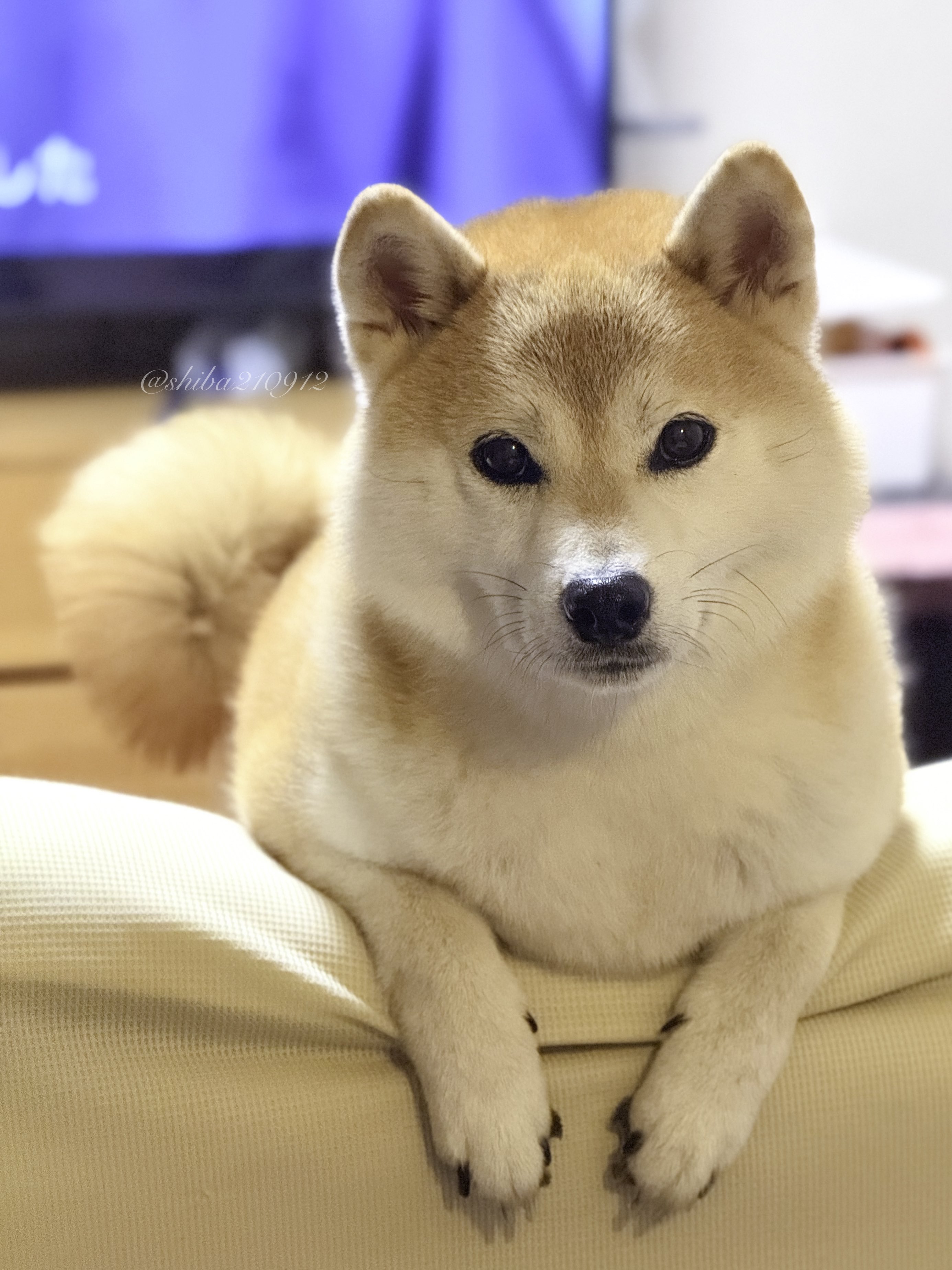 日本犬 1/6 JxK.Studio Jxk007 日本秋田犬 - 1/6フィギュアの通販、予約