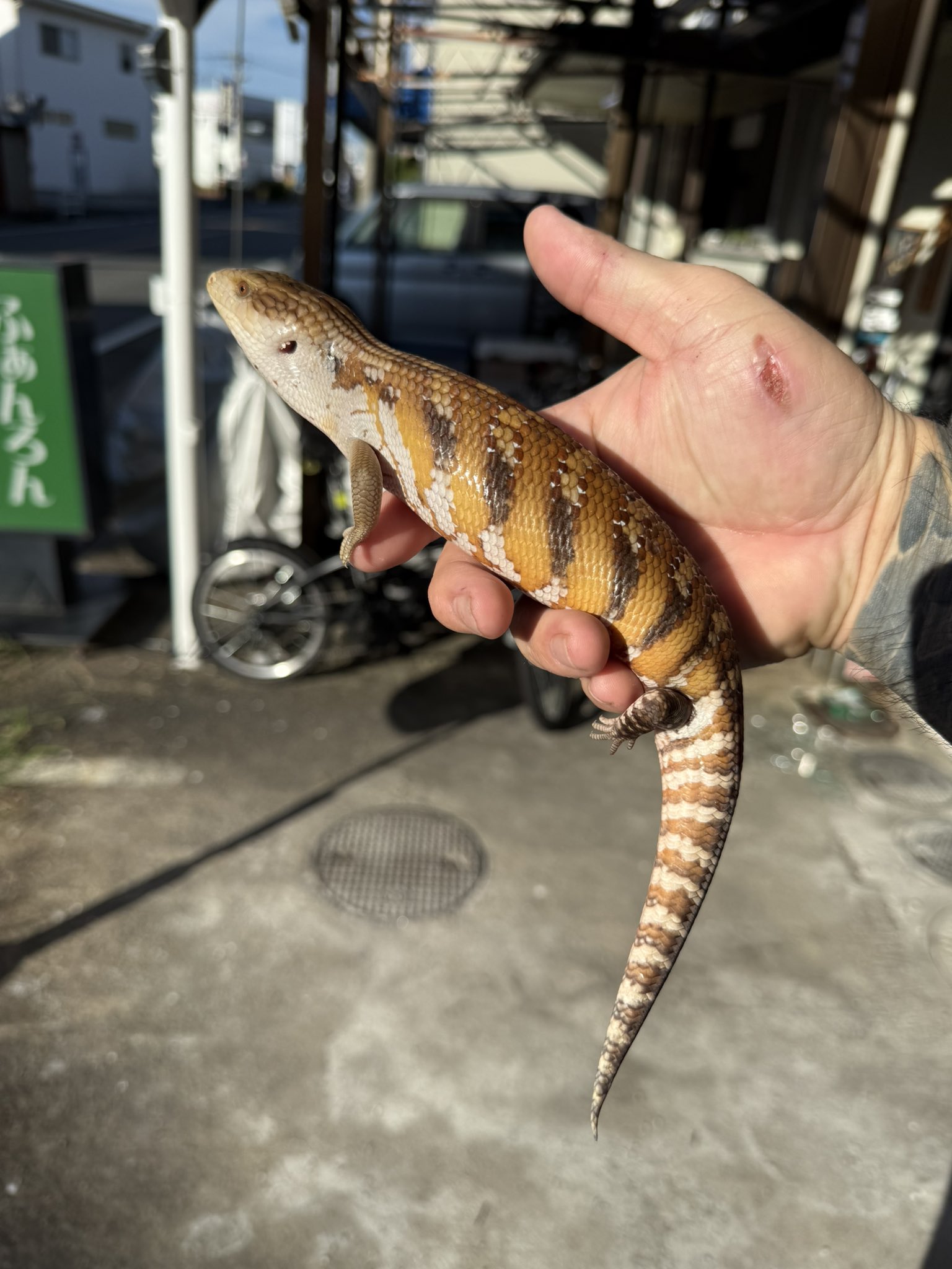 Reptile Shop LOJ on X: 
