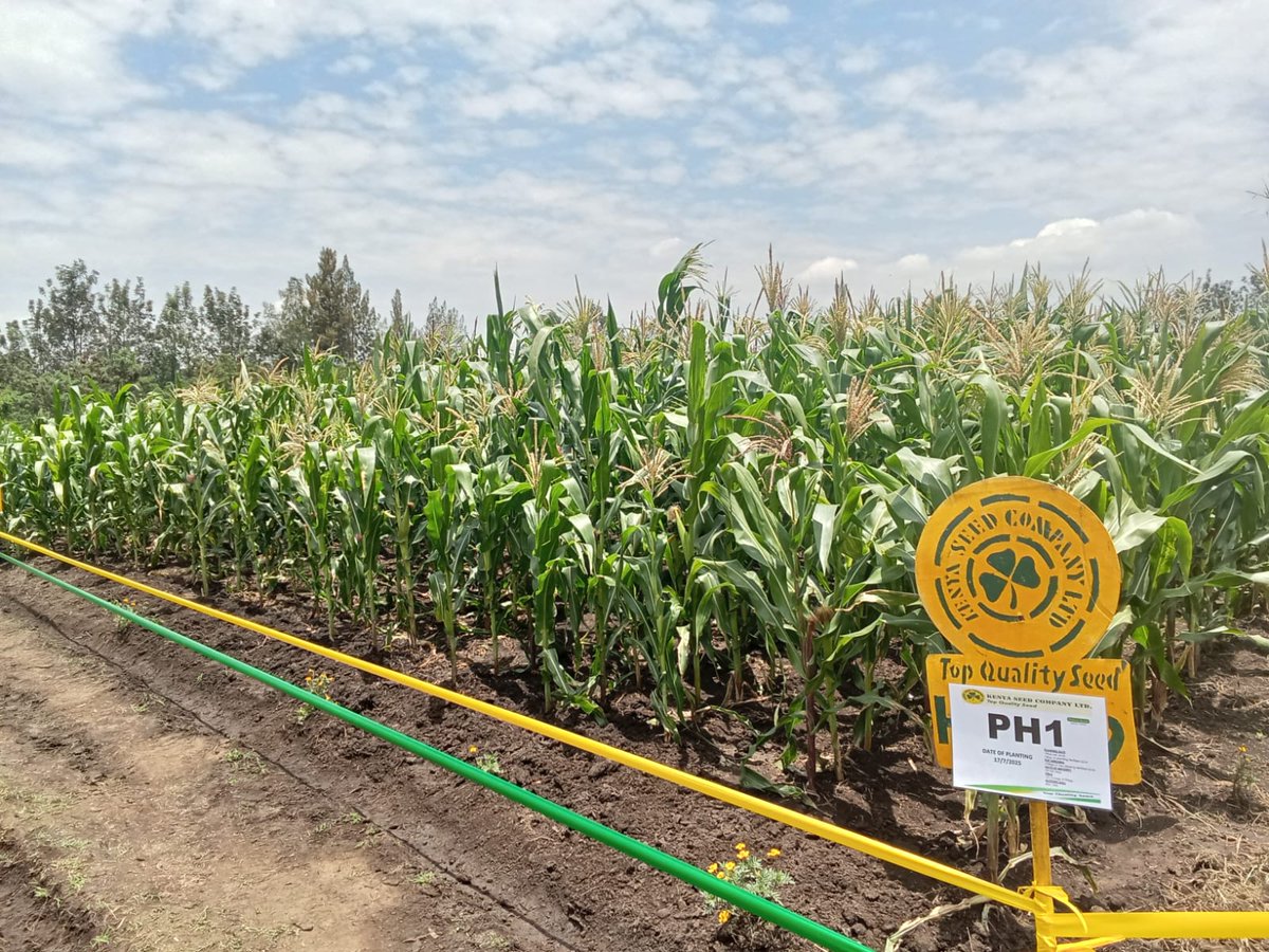 Karibuni Day 2
Tupo South Western Kenya Branch Show Migori from 25th to 27th September 2025 at Lichota ASK Showground.
Kik'bayi!