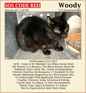 Poor senior Woody is on the cusp of death
&amp; NYC ACC may steal his last breath!
They may KILL him on 09/27 we are told
so a #NewYork angel needed caring &amp; bold!
Adopt if you can it's not too late!
Or pledge for rescue (do not wait)!
LAST CALL! 🙏
nycacc.app/#/browse/234786