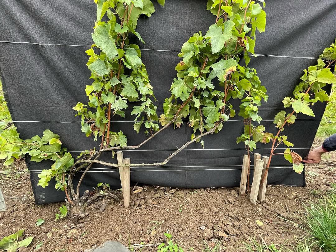 Louis Roederer (@louisroederer_) on Twitter photo We are redeveloping the traditional #Champagne marcottage on Chardonnay! Chablis pruning is not only an « aerial foule », when the vineyards are getting old, you can extend their production life for many years by using this technique #Crafsmanship #OldVines #InPursuitofTaste -JBL We are redeveloping the traditional #Champagne marcottage on Chardonnay! Chablis pruning is not only an « aerial foule », when the vineyards are getting old, you can extend their production life for many years by using this technique #Crafsmanship #OldVines #InPursuitofTaste -JBL