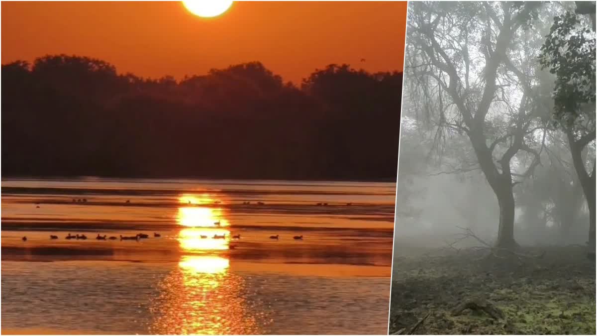 ETVBharatRJ's tweet image. विश्व पर्यावरण स्वास्थ्य दिवस : दिल्ली-एनसीआर की जहरीली हवा के बीच भरतपुर की स्वच्छ सांसें, केवलादेव बना 'ग्रीन लंग्स' 
etvbharat.com/hi/!state/worl… 
#WorldEnvironmentalHealthDay #KeoladeoNationalPark #AQI #Bharatpur