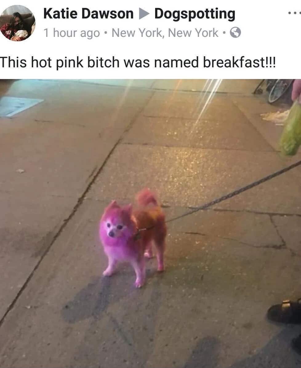 Hot pink bitch named Breakfast!!!!