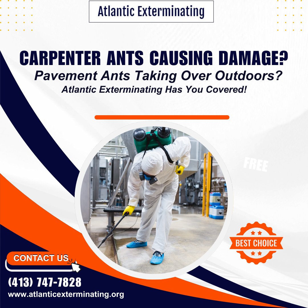 atlcpestcontrol's tweet image. Carpenter Ants Causing Damage?
🌐Visit our website atlanticexterminating.org/ants-control-s…
#AtlanticExterminating #AntControl #CarpenterAntRemoval #PavementAntControl #PestControlWesternMA #FranklinCountyPestControl #HomePestProtection