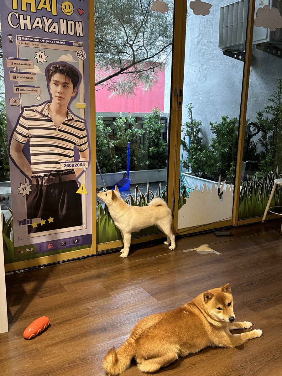 Patsnnn's tweet image. คาเฟ่เปิดแล้วค่า ~ 🌤️🦊☘️
ใครว่างๆ อย่าลืมมาหากันน้า มีเครื่องดื่มเย็นๆอร่อยๆไว้ต้อนรับทุกคนเลยค่า 💜

#THAIchayanon 
#21stShiningTHAIstory